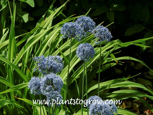 Blue Globe Allium (Allium caeruleum)  
growing with Achillea Moonshine (June 27)